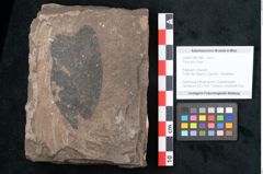 Foto (Objekt + Etikett) von Ficus jynx Unger (NHMW-GEO-2024-0188-7986)